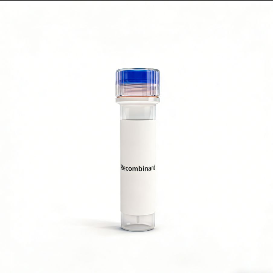 Rat DDR2 Kinase / CD167b蛋白;Recombinant Rat DDR2 Kinase / CD167b Protein