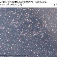 JCRB1389 KM12-Luc（稳定表达荧光素酶的人结肠癌细胞系）