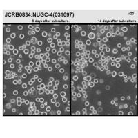 JCRB0834 NUGC-4（人胃癌细胞系）