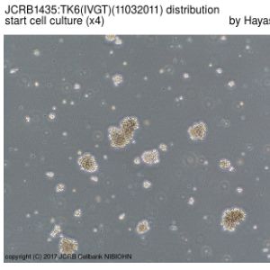 JCRB1435 TK6(IVGT)(毒性测试用细胞系)