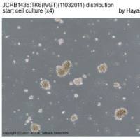 JCRB1435 TK6（IVGT）(毒性测试用细胞系)