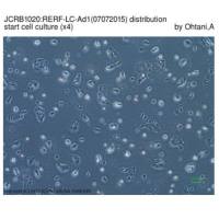 JCRB1020 RERF-LC-Ad1(人肺癌细胞系)