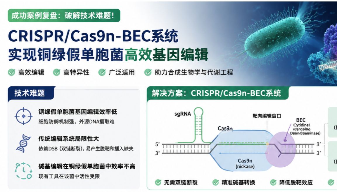 破解技术难题！CRISPR/Cas9n-BEC系统实现铜绿假单胞菌高效基因编辑