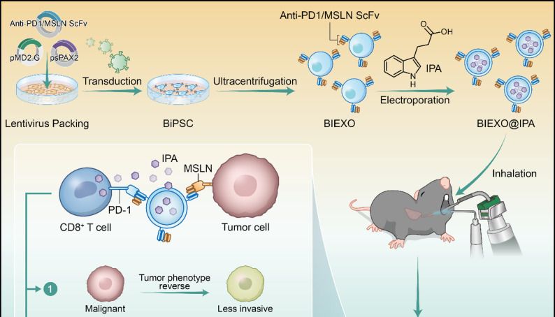 Journal of Nanobiotechnology｜中山五院团队：外泌体给CAR-T“开挂”，雾化吸入提高肺部肿瘤特异性摄取率，联合治疗生存率100%！