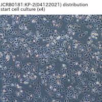 JCRB0181 KP-2（胰腺癌细胞系）