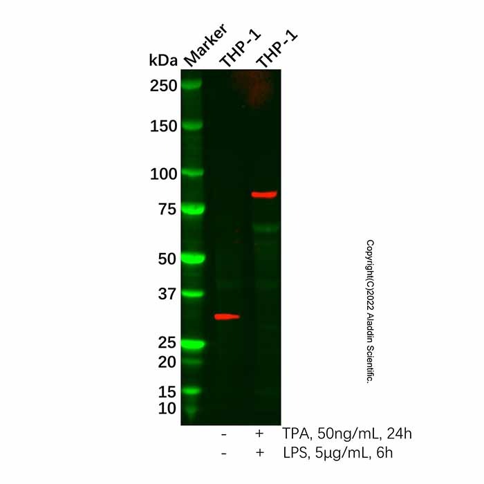 Recombinant TBK1 (phospho S172) Antibody,重组, ExactAb™, 已验证, 见COA,阿拉丁