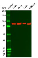 Recombinant IKK beta Antibody，ExactAb™, Validated, 重组, 0.2 mg/mL，阿拉丁