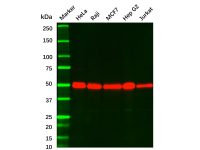 Recombinant PABPN1 Antibody，ExactAb™, Validated, 重组, 0.5 mg/mL，阿拉丁