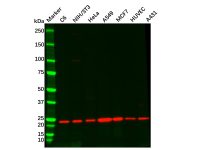 Recombinant RAB10 Antibody,ExactAb™, Validated, 重组, 0.7 mg/mL,阿拉丁