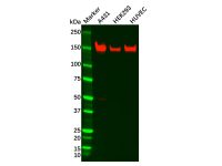 Recombinant Integrin alpha 2 Antibody，ExactAb™, Validated, 重组, 1.6 mg/mL，阿拉丁
