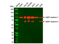 KAP1 Mouse mAb，ExactAb™, Validated, 1.0mg/mL，阿拉丁
