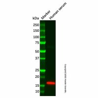 Recombinant Prealbumin Antibody,重组, ExactAb™, 已验证, 见COA,阿拉丁