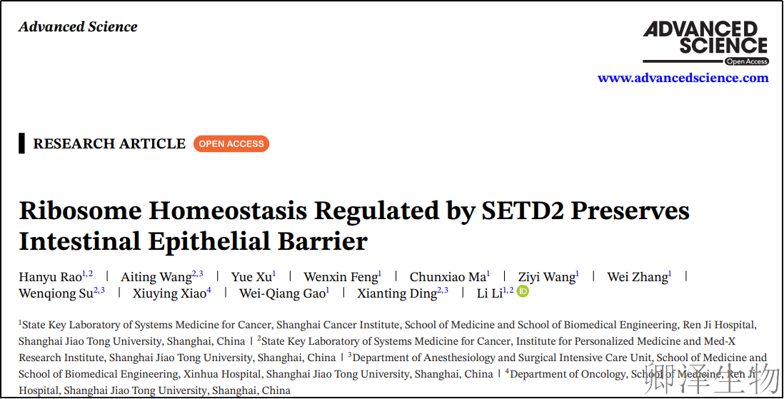 【肠道屏障的“翻译官”】| SETD2如何调控核糖体工厂，守护肠道健康？