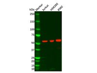 Recombinant P70 S6 Kinase beta/SRK Antibody，ExactAb™, Validated, 重组, 0.6 mg/mL，阿拉丁