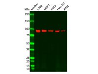 Recombinant Argonaute-2 Antibody,ExactAb™, Validated, 重组, 0.5 mg/mL,阿拉丁