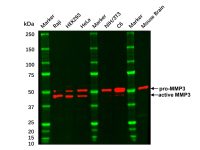 Recombinant MMP3 Antibody，ExactAb™, Validated, 重组, 0.5mg/mL，阿拉丁