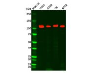 Recombinant Rad21 Antibody，ExactAb™, Validated, 重组, 0.6 mg/mL，阿拉丁