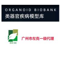 人表皮类器官模型