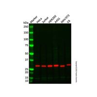 Recombinant PEF1 Antibody,重组, ExactAb™, 已验证, 见COA,阿拉丁