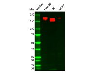 Recombinant HER3/ErbB3 Antibody,ExactAb™, Validated, 重组, 0.6 mg/mL,阿拉丁
