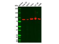 Recombinant RRM1 Antibody，ExactAb™, Validated, 重组, 1.0 mg/mL，阿拉丁