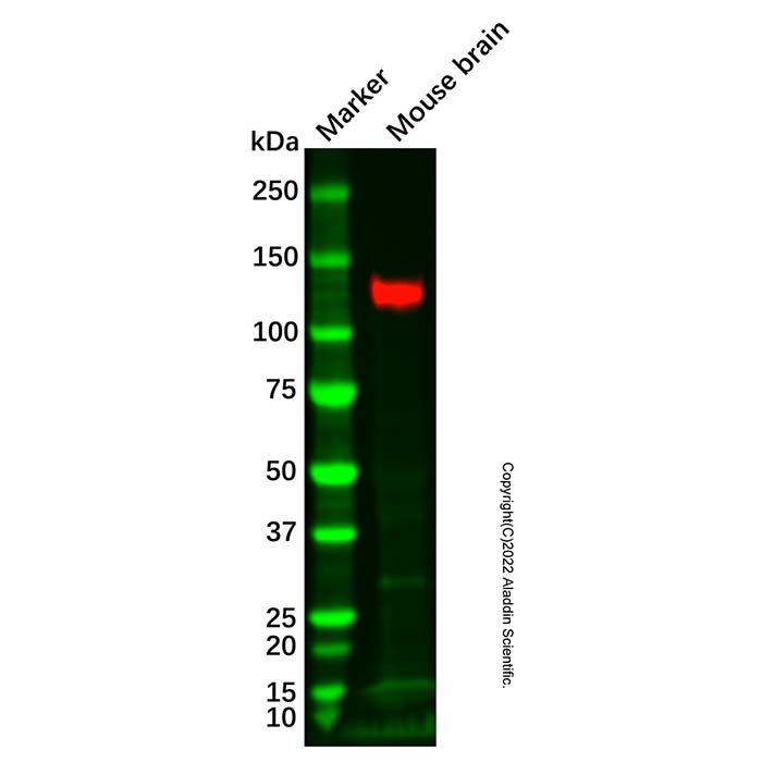 Recombinant KA1 Antibody，无载体,重组,ExactAb™,已验证,PBS Only,Lot by Lot，阿拉丁