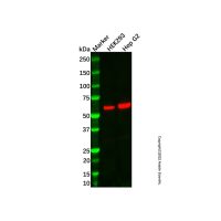 Recombinant Sulfite oxidase Antibody,重组, ExactAb™, 已验证, 见COA,阿拉丁