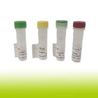 p21 Recombinant Rabbit mAb(bsm-60698R)