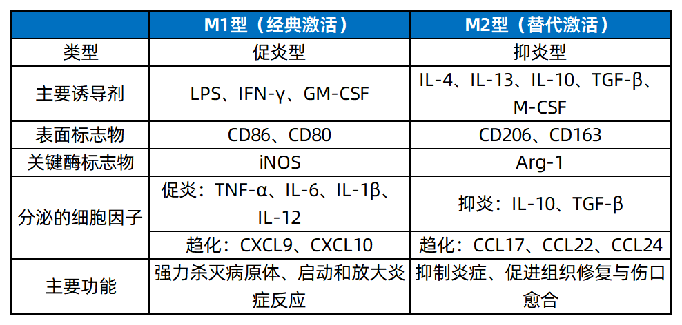 巨噬细胞M1/M2极化到底该怎么诱导和检测？这篇文章教你轻松拿捏！