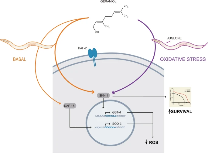 WMicrotracker小动物活动力分析系统文章分享，阿根廷研究团队发表“Natural monoterpenoid geraniol promotes antioxidant defense and stress tolerance via SKN-1/Nrf2 activation in Caenorhabditis elegans” 报告