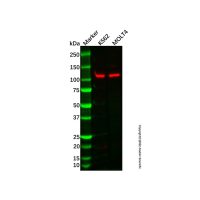 Recombinant NFAT2 Antibody，ExactAb™, 已验证, 重组, 见