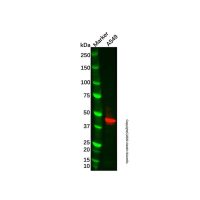 Recombinant AVPR1A/V1aR Antibody，ExactAb™, 已验证