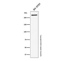 Recombinant EDD Antibody,重组, ExactAb™, 已验证, 见COA,阿拉丁