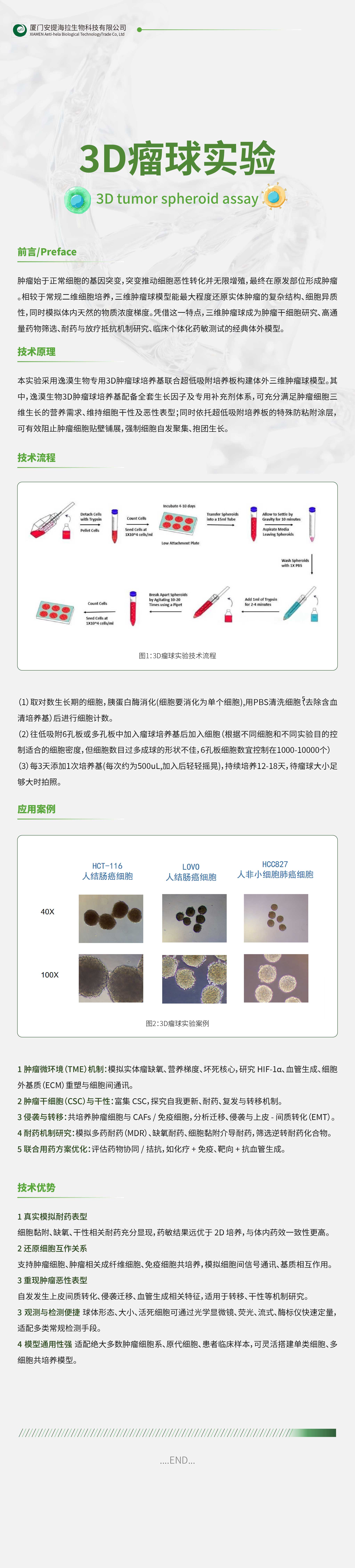 细胞生物学技术服务 I 3D 瘤球实验：三维肿瘤球体模型，肿瘤生物学研究经典体系