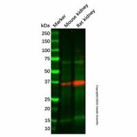 Recombinant HSD11B1 Antibody，已验证, 见COA，阿拉丁