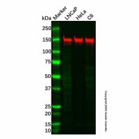 Recombinant KDM4B/JMJD2B Antibody,重组, ExactAb™, 已验证, 见COA,阿拉丁