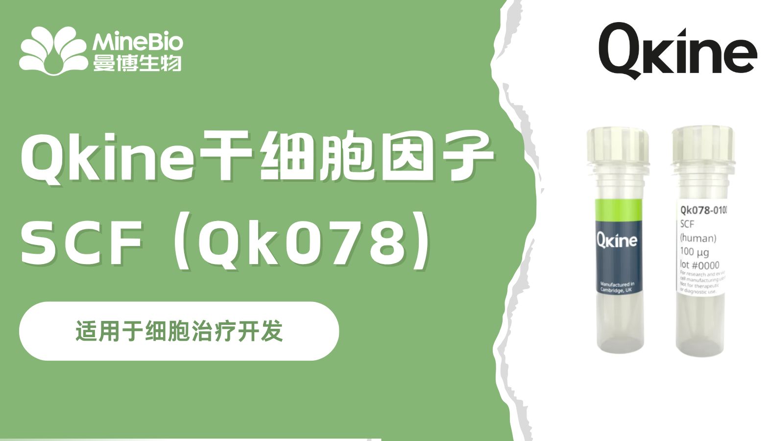 用于细胞治疗开发的干细胞因子（SCF），为什么仅靠“高纯度”还远远不够？