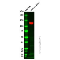 Recombinant KA1 Antibody,无载体,重组,ExactAb™,已验证,PBS Only,Lot by Lot,阿拉丁