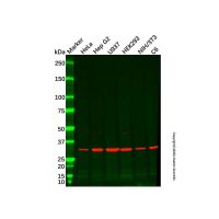 Recombinant PCNA Antibody，ExactAb™, 已验证, 重组, 高性能, 见COA，阿拉丁