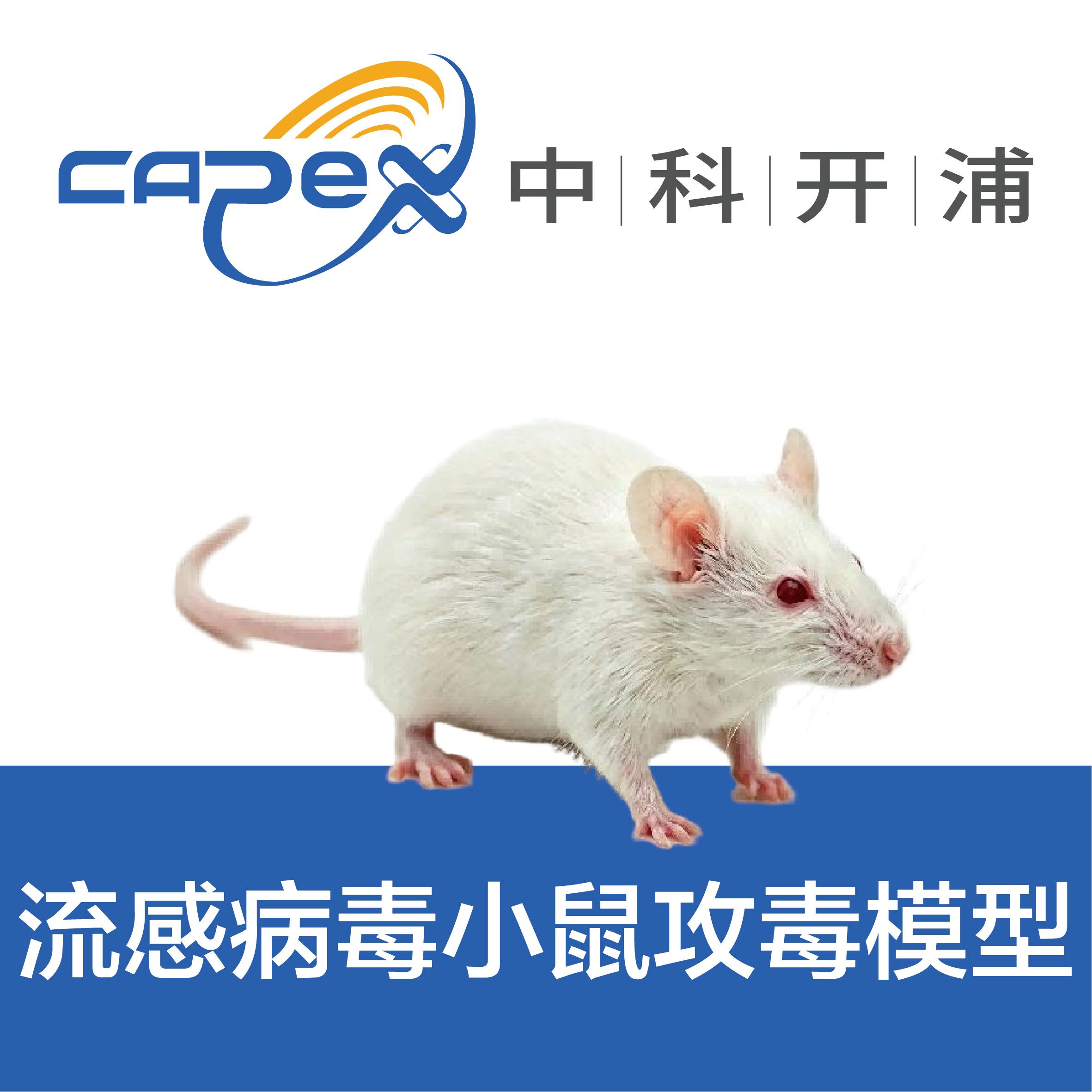 流感病毒小鼠攻毒模型
