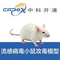 流感病毒小鼠攻毒模型