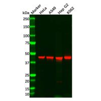 Recombinant WDR4 Antibody，ExactAb™, Validated, 重组, 0.88 mg/mL，阿拉丁