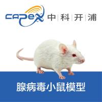 腺病毒小鼠模型