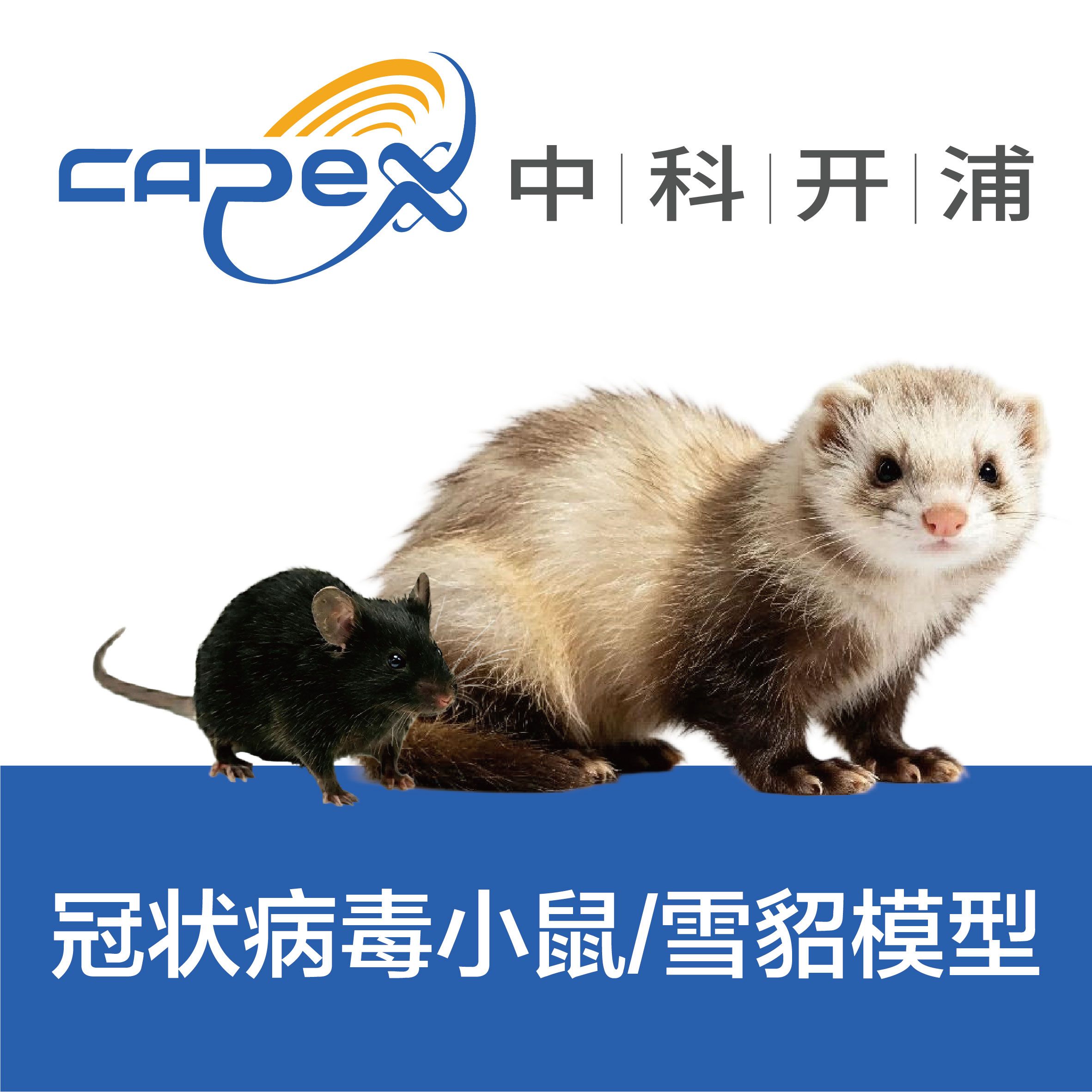 冠状病毒小鼠/雪貂模型