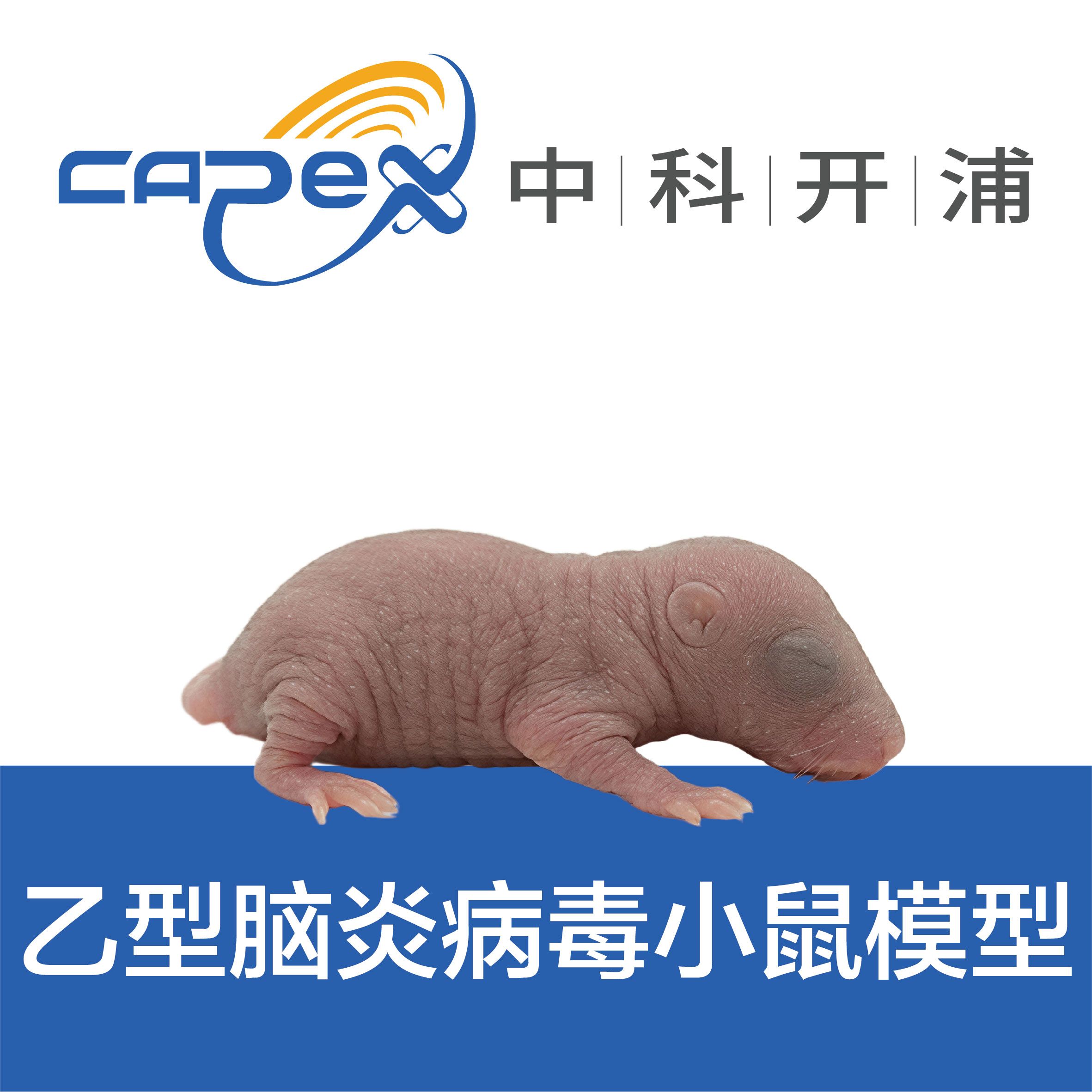 乙型/脑炎病毒小鼠模型