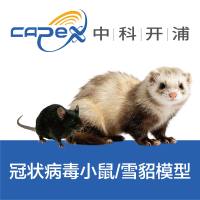 流感病毒雪貂攻毒模型