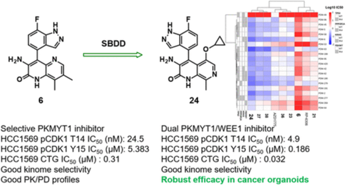 BMG LABTECH多功能酶标仪文献分享,罗氏中国创新中心发表在JMC “Discovery of Naphthyridinone Derivatives as Selective PKMYT1/WEE1 Dual Inhibitors for Cancer Therapy” 报告