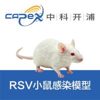 RSV小鼠感染模型