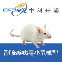 副流感病毒小鼠模型