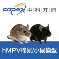hMPV棉鼠/小鼠模型